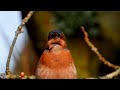 Common chaffinch Singing Bokfink Зяблик Пение Pinson des arbres chant,Vink zingt,bird song p1000
