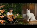 Mama Cat Song - The Singing Cat Catchy Tune