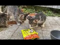 Poor hungry kittens and mother cat living on the street. Kittens are so beautiful. 😍