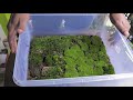 How to setup a moss propagation box || How to grow moss