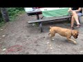Dog has amazing footwork
