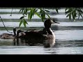 Чомга с  птенцами на спине и рядом. Great Grebe with chicks on its back and nearby.