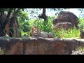 Disney's Safari Ride - Kilimanjaro Safaris - Disney's Animal Kingdom Theme Park