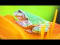 Frogs in 4K UHD: A Video for Relaxation and Exploration with Relaxing Music
