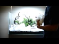 Step by step aquascape time lapse: Aqueous Reflection 90cm Aquavas