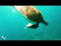 Colors of Ocean 4K ULTRA HD - Best Sea Animals for Relax & Soothing Music - Sea Animals & Coral Reef