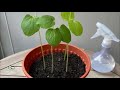How to Grow, Care And Harvesting Okra in Pots | Grow Vegetable At Home - Gardening Tips