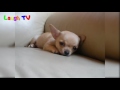 Cute And Funny Chihuahua Puppies Videos Compilation - NEW HD