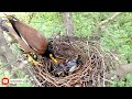 Indian crow attack in myna baby || Crow attack in birds baby || Animals and Birds