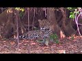 Incredible Facts About Jaguars - Jaguar Facts for Kids!