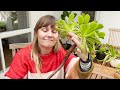 Beginners Guide to Aeonium Succulent Care & Propagation