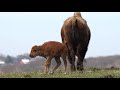 Bison Babies Broadcast 1 of 3