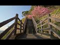 4K HDR // Morning Beach & Sakura Walk - Kawazu, Japan