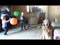 Rowdy is not a fan of the balloons