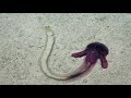 The Wonderful World of Deep Sea Worms