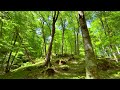 Spring mountain forest. Relaxing birdsong for relaxation, meditation and sleep.