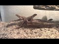 Curly-tailed Lizard Enclosure Renovation