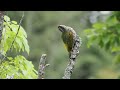 Bird Singing / 1 hour Relaxing videos