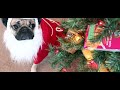 All I Want For Christmas Is Food - Doug The Pug