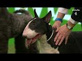 Group Judging (Terrier) and Presentation | Crufts 2023