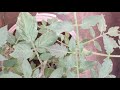 Grow tomatoes from Tomato at home in Malayalam /BLACK KITCHEN GREEN NATURE