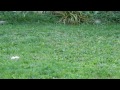 Toby and Daisy in the Yard with Toys