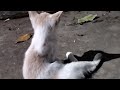 Mamberi makan Anak Kucing yang Lucu2.