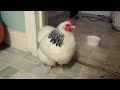 Sneezing Chicken (Omicron? Corona Virus?)