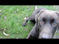 Fuß! Wie bringe ich meinem Hund Fuß bei?     Hunde Video!