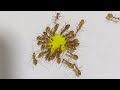 Ants Drinking Green Liquid Candy Timelapse