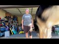 Karrde - Pop Up Training - Watch POE Grow - The life and Training of a Competition Puppy