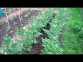 Doug's Allotment - June 17th - Allotment update - Start of the dreaded potato blight!