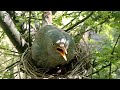 Cuckoo's baby is trying to drop her babies in front of the mother @birdswithme107