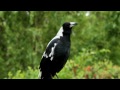 Australian magpie singing