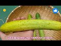 Growing cucumbers in a pot at home From seeds to seedlings to harvesting