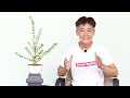 Miniature bonsai, water plum, tree shape [Workshop Station] EP.129