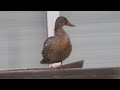 Mallard duck at the backyard on an early morning