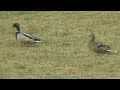 Mallard Duck A pair visiting the green zone