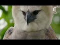 This bird kills and eats monkeys (eng subs)