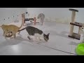 Laugh Uncontrollably! Best Funny Cat Videos 2024 🐈 Funny Videos Compilation 😍