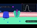 Action Potential in the Neuron