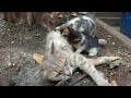A stray cat feeding kittens