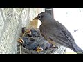 Hawk steals two 14 day old baby robins. Before and After.