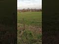 London but it feels like the countryside