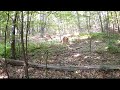 White-tailed deer and Baby Deer Part. 2 2024