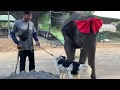 ฮามาก!! เมื่อช้าง กับควายเจอกัน 🤣 อุ้มมีอาการยังไง ?