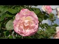 Rose Garden 前橋のバラ園　敷島公園　門倉テクノばら園 Rosary