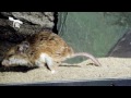 Vermin vs. Venom - The Grasshopper Mouse