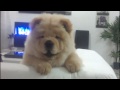 White chow chow puppy out of control amazing