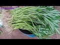 How to Grow Chinese Kangkong / Kangkong Farming / How to plant water convolvulus.